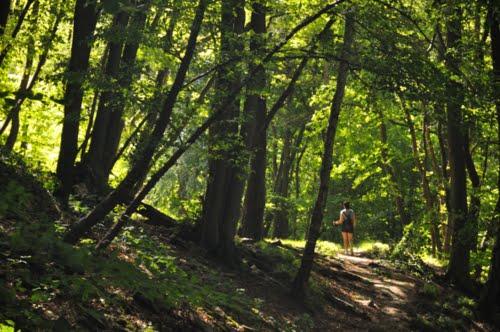 Chantier Elia: les travaux dans les bois de Seraing auront lieu de décembre à mars