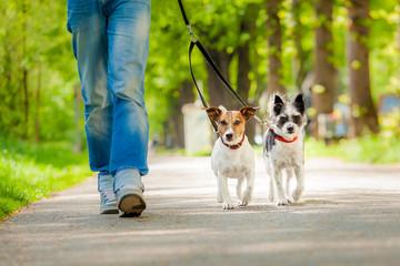 Une balade avec votre animal de compagnie ? N’oubliez pas de le tenir en laisse