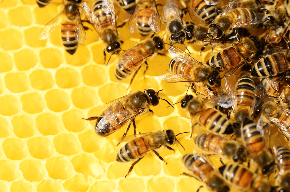 Associée au Plan Maya, la Ville s’investit dans la protection des abeilles