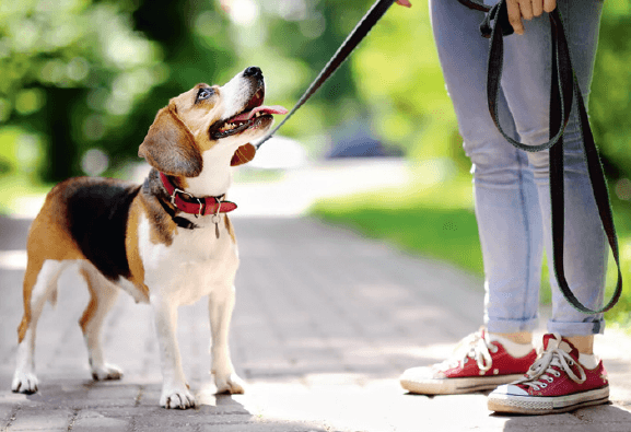 Quelques règles à respecter pour les propriétaires de chiens
