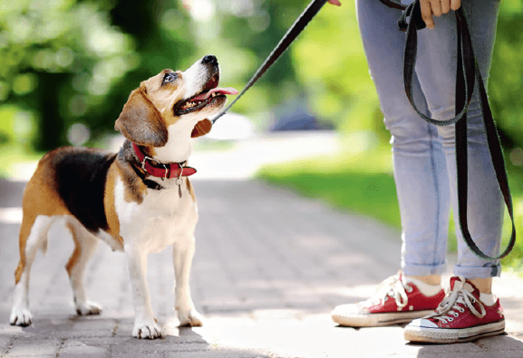 Le permis de détention d’un animal de compagnie effectif depuis le 1er juillet