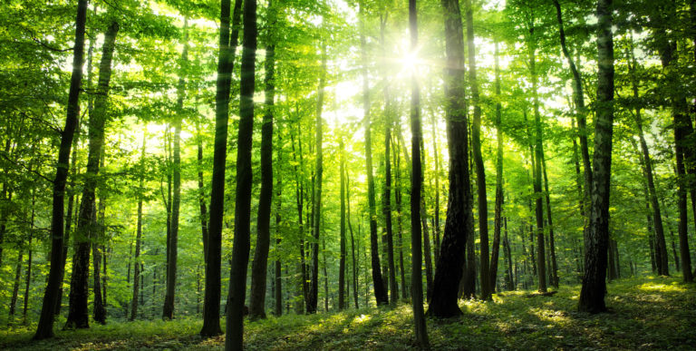Plantation d’une mini-forêt urbaine le 2 décembre à Seraing