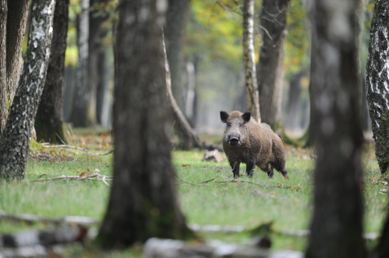 Des battues organisées prochainement dans le bois de l’Abbaye