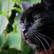 Participez au recensement des chats errants du territoire en contactant le service du Bien-Être Animal
