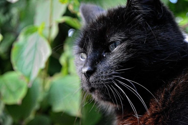 Chats errants : des cages trappes prêtées aux citoyens