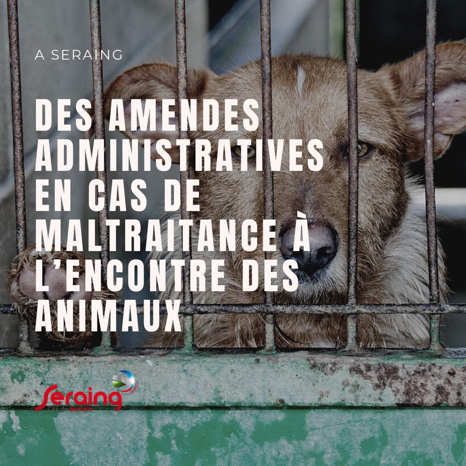 Modification du règlement de police : la Ville veut lourdement sanctionner les personnes maltraitant les animaux