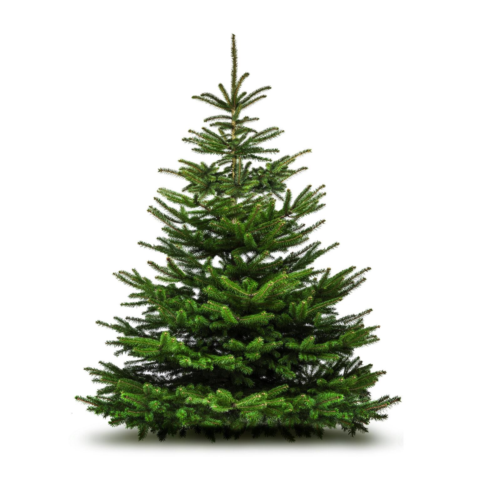 Ramassage gratuit des sapins de Noël