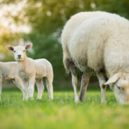 Fête de l’Aïd-el-Kébir: Déclarations d’abattage d’animaux de type ovin 2022
