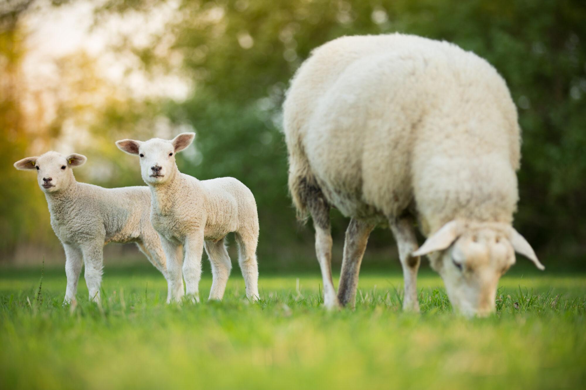 Fête de l’Aïd-el-Kébir: déclarations d’abattage d’animaux de type ovin 2023