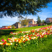 Les bandes fleuries plantées place Verhaeren, boulevard Pasteur, avenue des Robiniers, esplanade de la Rose ont éclos