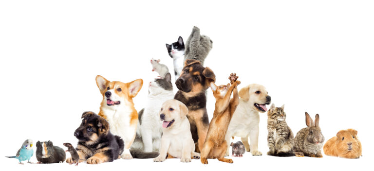 Téléchargez l’app Animal Research et signalez ou retrouvez vos animaux plus facilement !