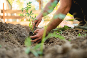 Partez à la découverte d’un potager forestier