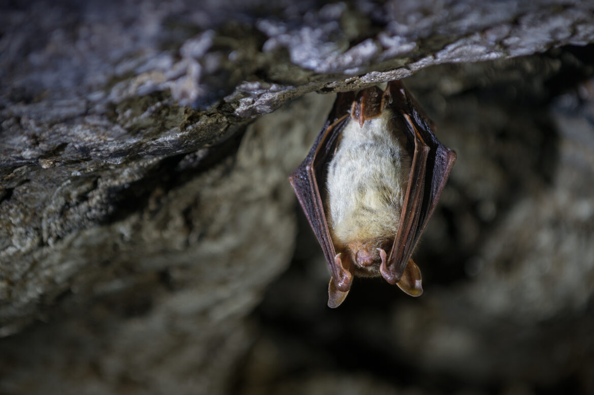 Protection des chauves-souris: travaux de restauration de galeries dans le bois de l’abbaye les 18 et 19 août