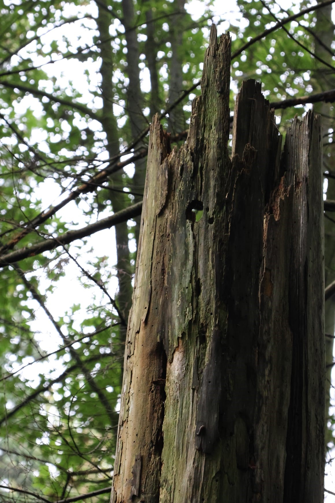 Abattage d’arbres dangereux à partir du 25 septembre