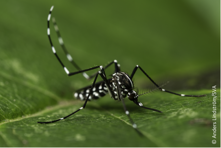 Moustique tigre: adoptez le bon comportement