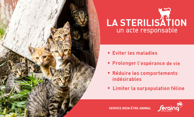 Rappel sur la stérilisation des chats: que faire ?