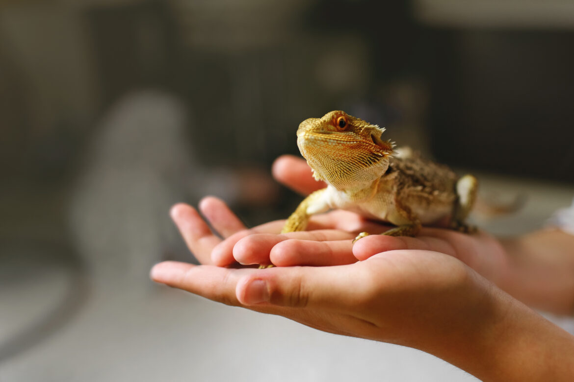 Quelles autorisations obtenir pour les Nouveaux Animaux de Compagnie ?