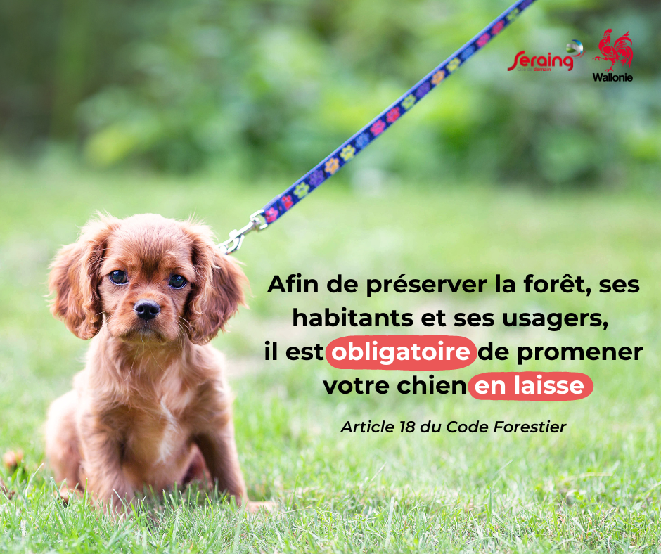 Une balade avec votre chien? Utilisez une laisse