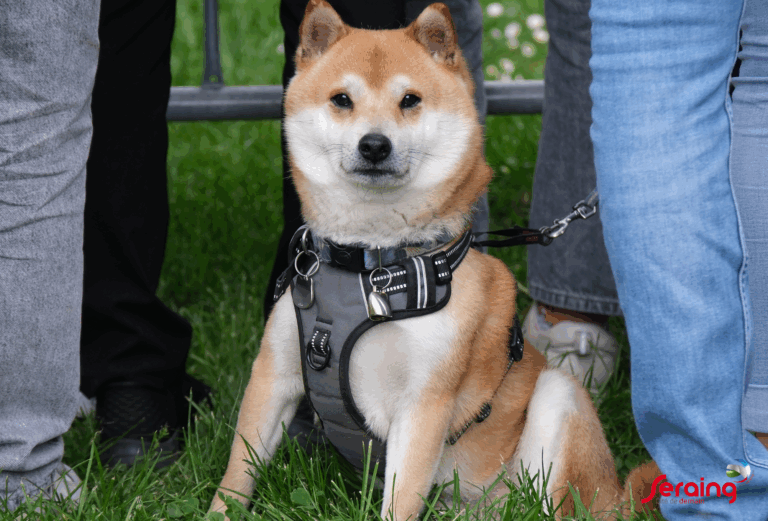 Salon des animaux et Cie : retour sur cet événement à succès !