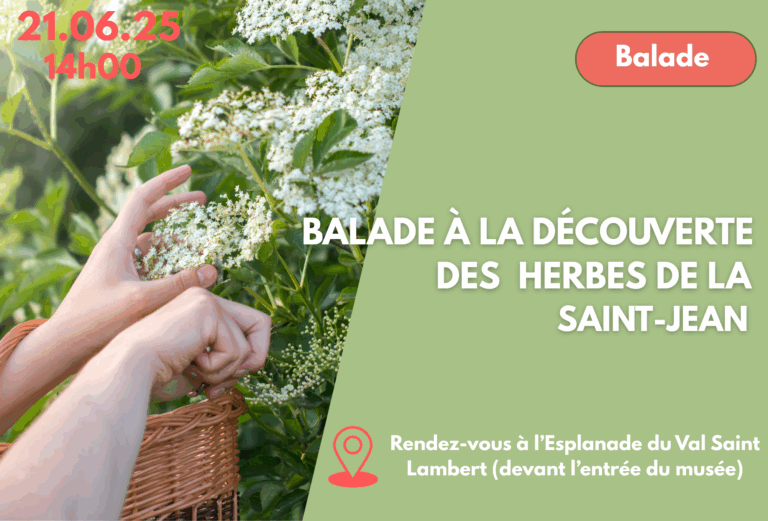 Participez à une balade à la découverte des herbes de la Saint-Jean au Val Saint-Lambert