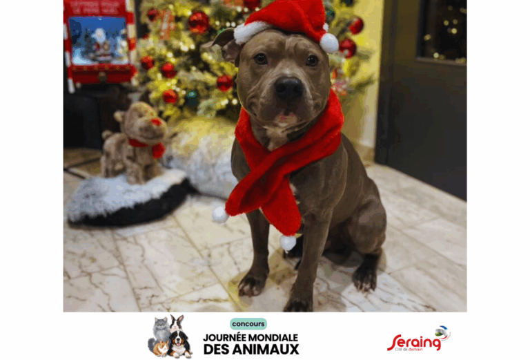 Concours photo de la journée mondiale des animaux : les gagnants sont connus !