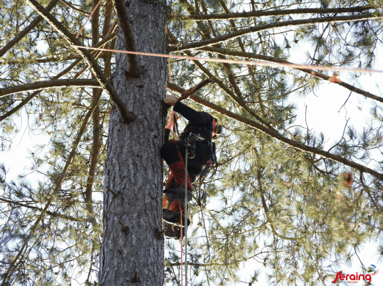 Seraing contribue au renouvellement des forêts wallonnes grâce à ses pins noirs de Corse