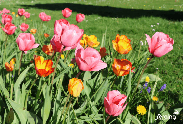 Les espaces verts de Seraing en fleurs: merci de les respecter
