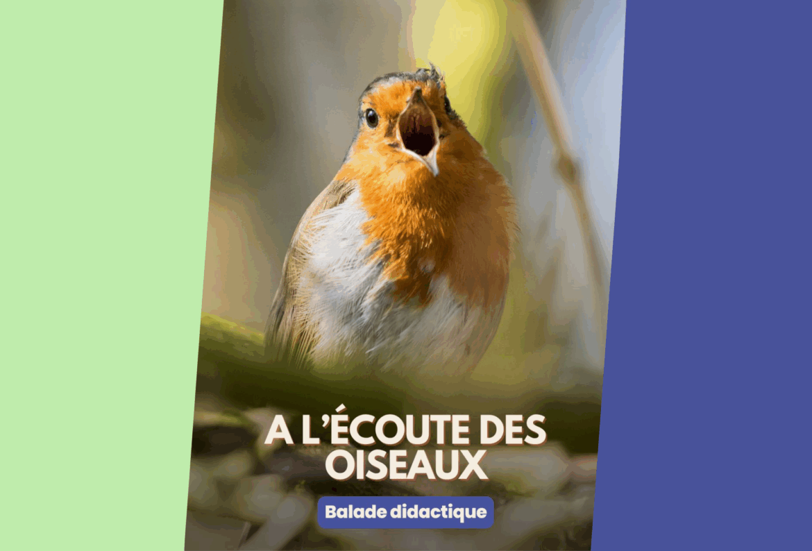 Participez à une balade didactique à l’écoute des oiseaux