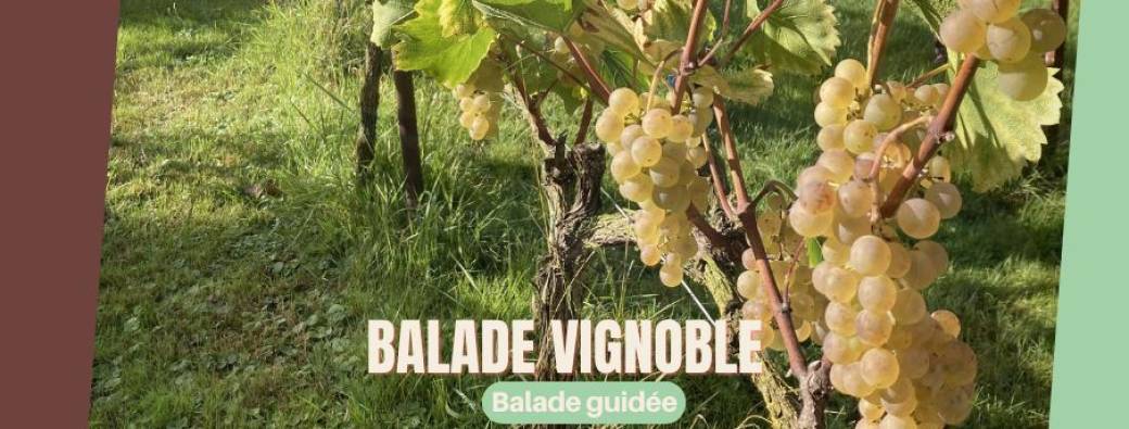 balade-vignoble-seraing