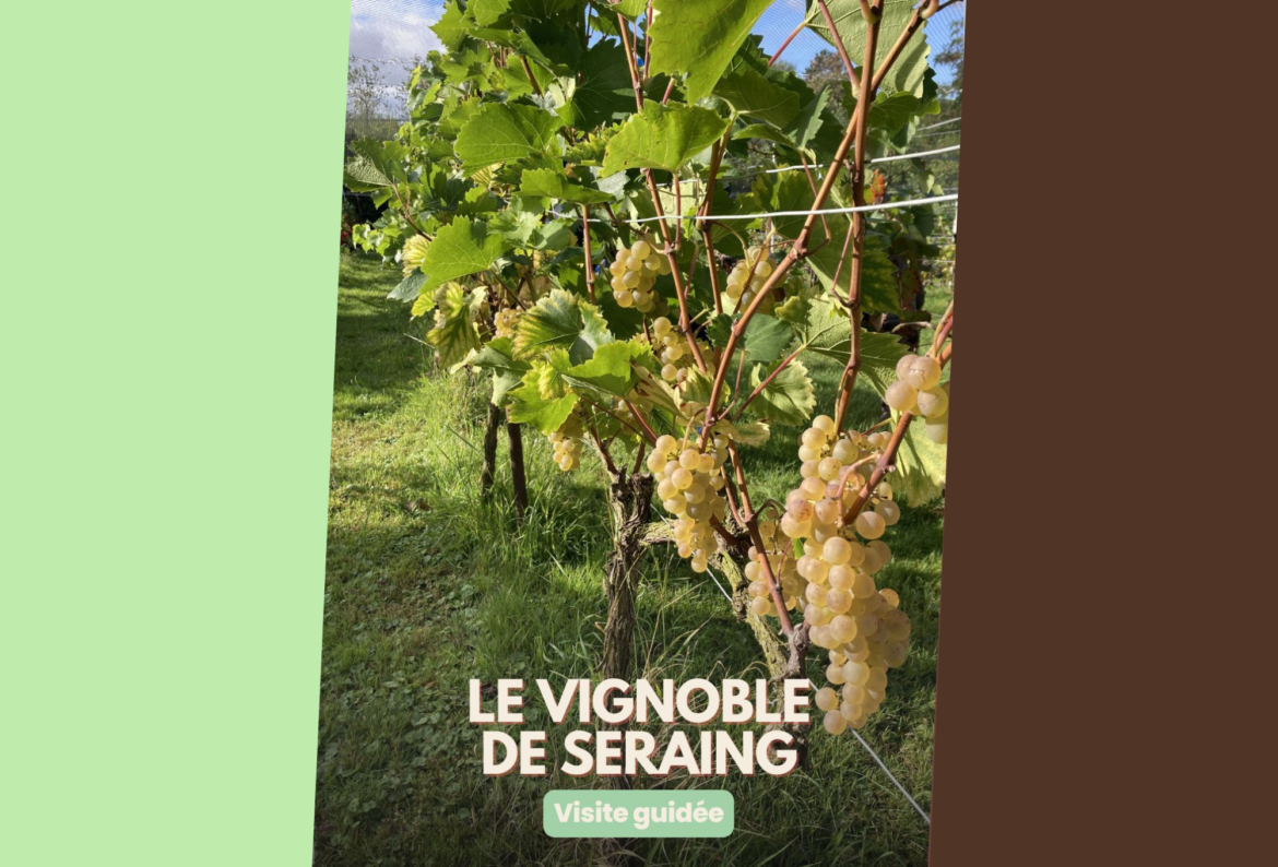 Laissez-vous séduire par une balade à travers le vignoble lundi prochain