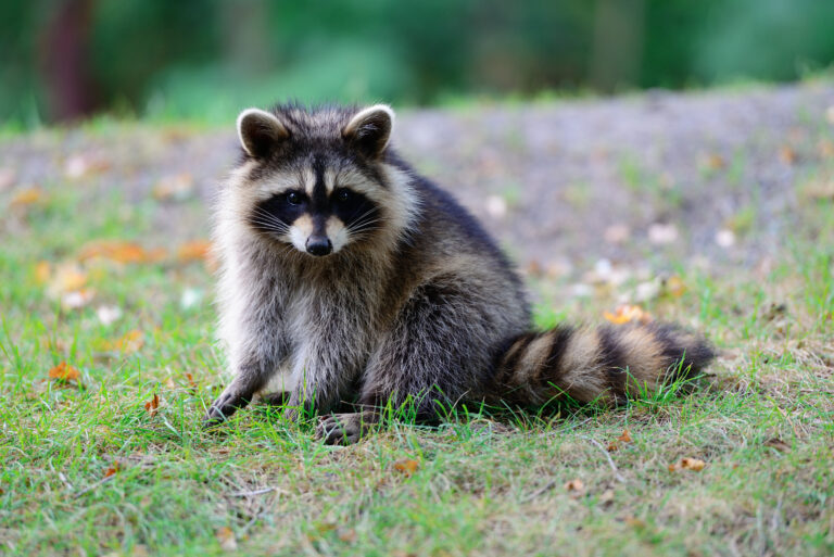 Ratons laveurs: restons vigilants !